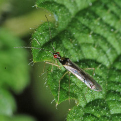 Dicyphus errans
