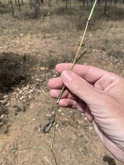 Bothriochloa decipiens