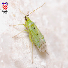 Macrolophus costalis
