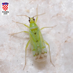 Macrolophus costalis