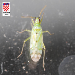 Macrolophus costalis