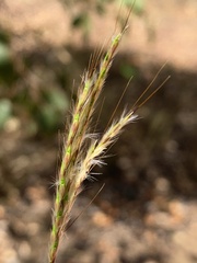 Bothriochloa decipiens