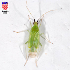 Macrolophus pygmaeus