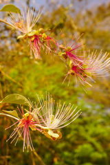 Capparis zeylanica