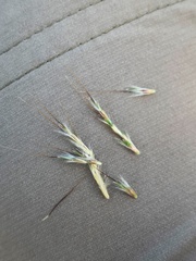 Bothriochloa decipiens