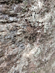 Pandercetes
