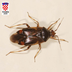 Deraeocoris flavilinea