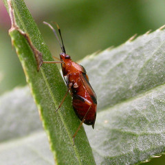 Deraeocoris olivaceus