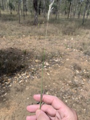 Bothriochloa decipiens