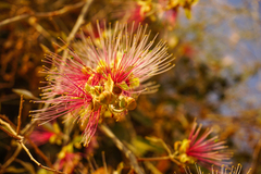 Capparis zeylanica