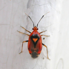 Deraeocoris olivaceus