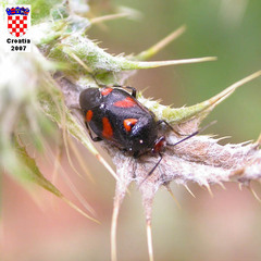 Deraeocoris schach