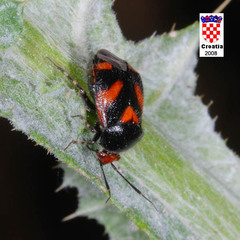 Deraeocoris schach