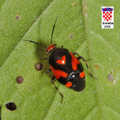 Deraeocoris schach