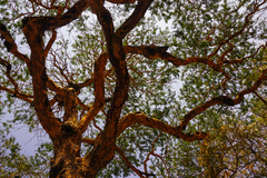 Vachellia leucophloea