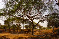 Vachellia leucophloea