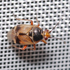 Deraeocoris serenus