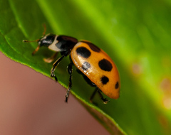 Ceratomegilla notata