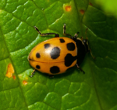Ceratomegilla notata