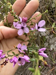 Tetratheca labillardierei