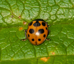 Ceratomegilla notata