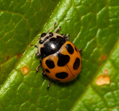 Ceratomegilla notata