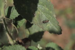 Camponotus rufoglaucus