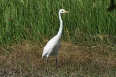 Ardea intermedia intermedia