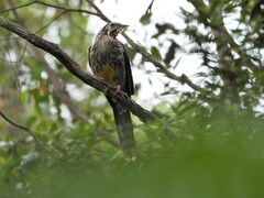 Anthochaera paradoxa