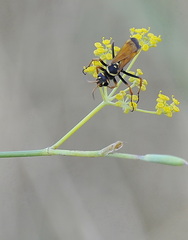Parabatozonus lacerticida