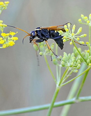 Parabatozonus lacerticida