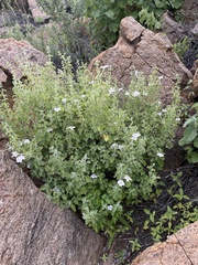 Barleria heterotricha