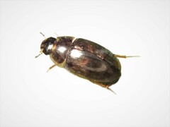 Enochrus