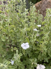 Barleria heterotricha