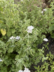 Barleria heterotricha