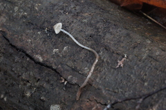 Mycena metata