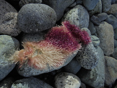Chondracanthus