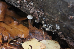 Mycena metata