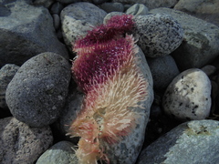 Chondracanthus