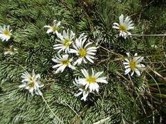 Celmisia sessiliflora