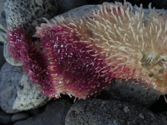 Chondracanthus
