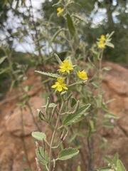 Corchorus kirkii