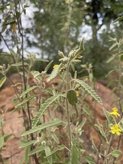 Corchorus kirkii