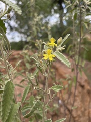 Corchorus kirkii