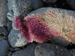 Chondracanthus