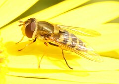 Syrphus vitripennis