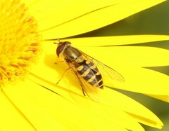 Syrphus vitripennis