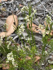 Platysace heterophylla heterophylla
