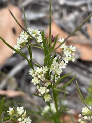 Platysace heterophylla heterophylla