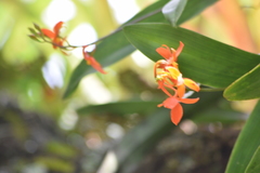 Prosthechea vitellina